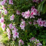 ツツジ　 250505 (1 - 1)